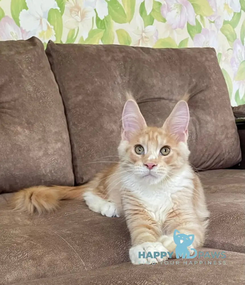 Grom Maine Coon male red silver tabby with white live animals