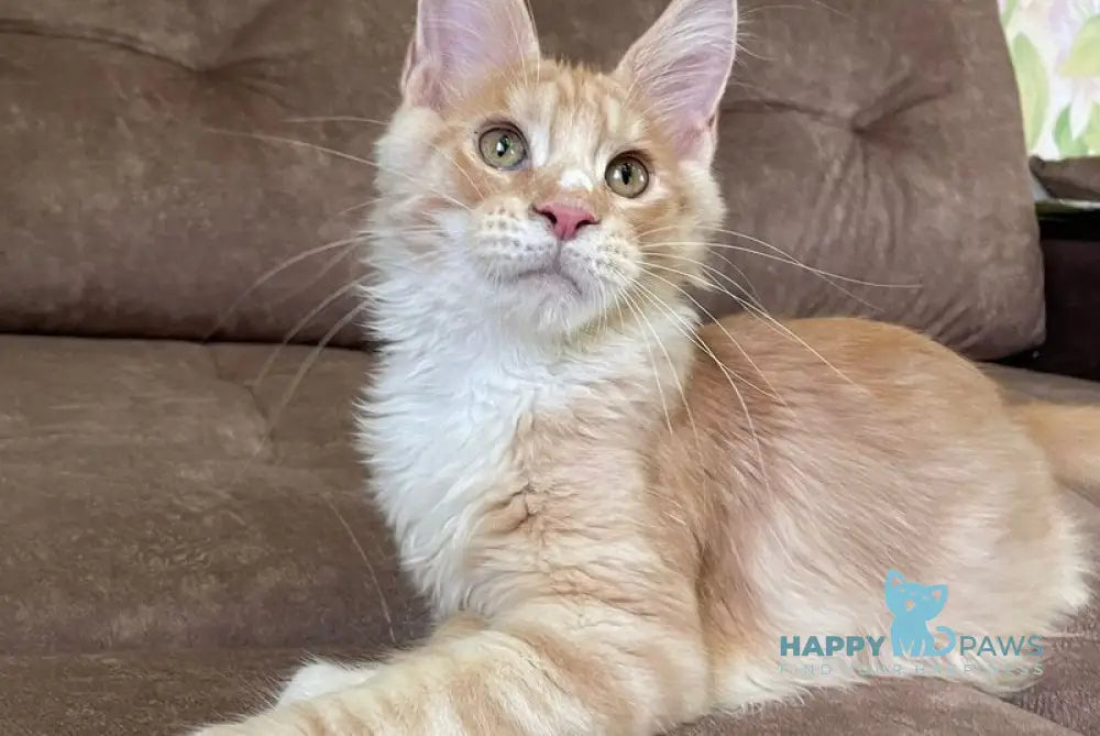 Grom Maine Coon male red silver tabby with white live animals