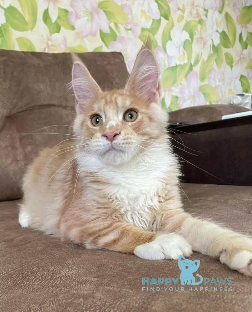 Grom Maine Coon male red silver tabby with white live animals