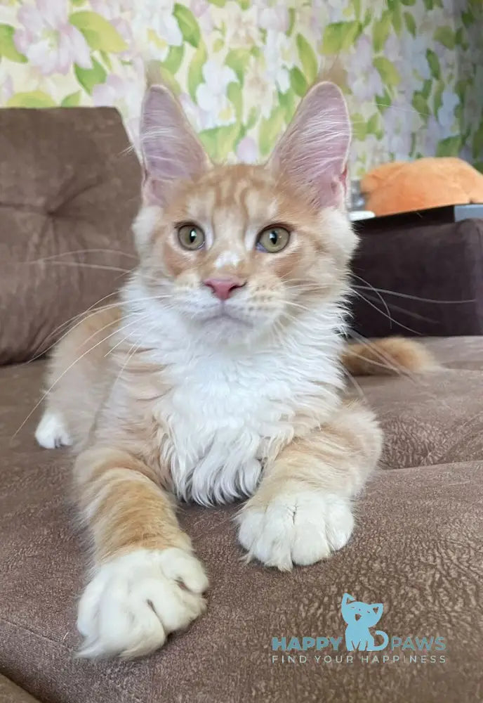 Grom Maine Coon male red silver tabby with white live animals