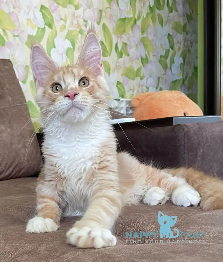 Grom Maine Coon male red silver tabby with white live animals
