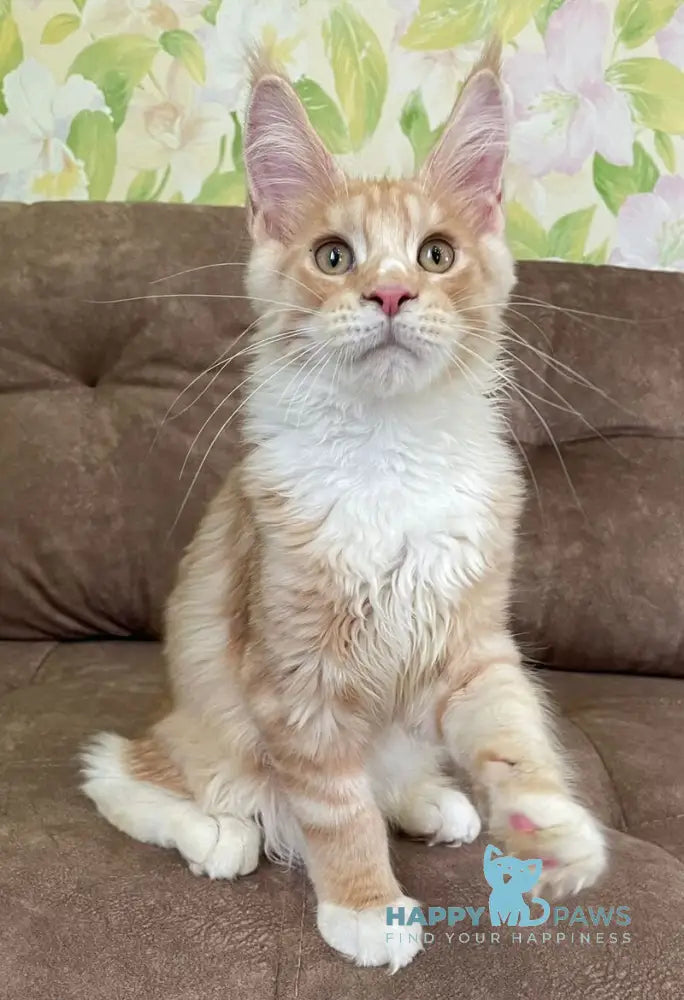 Grom Maine Coon male red silver tabby with white live animals