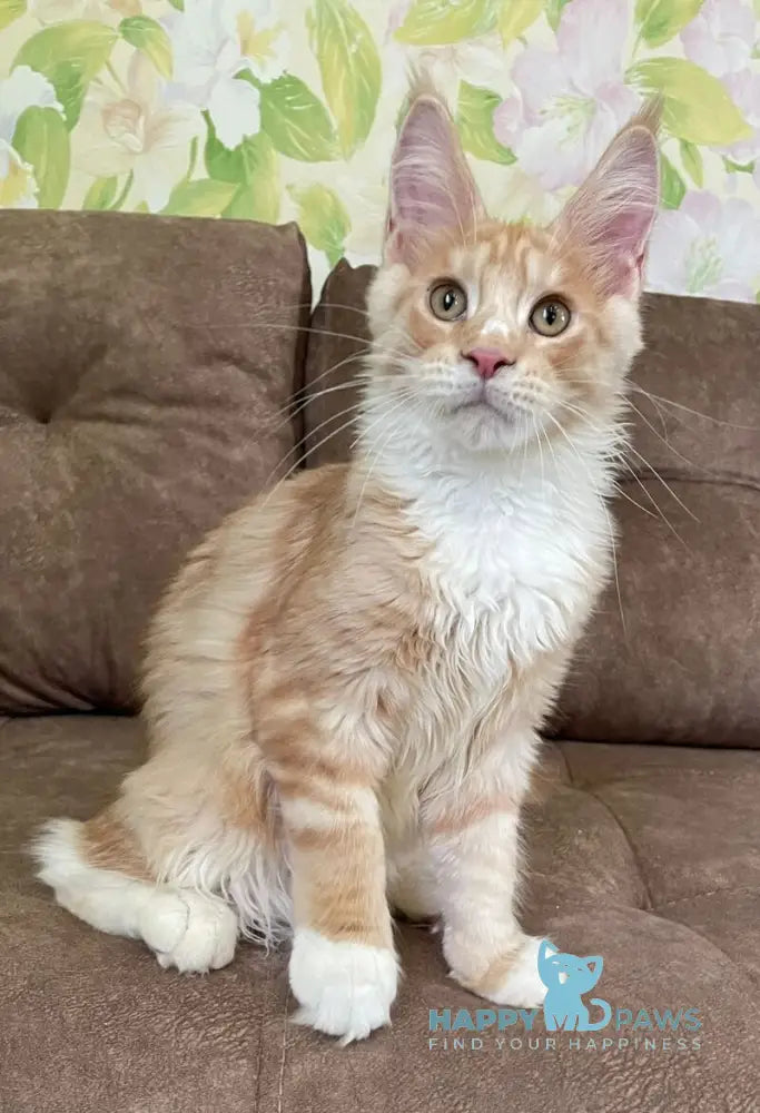 Grom Maine Coon male red silver tabby with white live animals