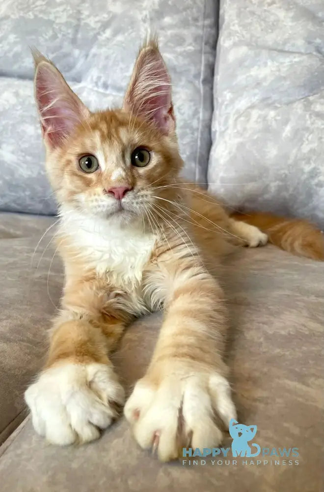 Grom Maine Coon female red silver tabby with white live animals