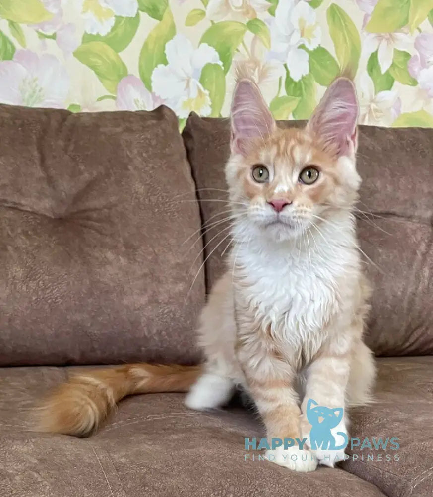 Grom Maine Coon male red silver tabby with white live animals