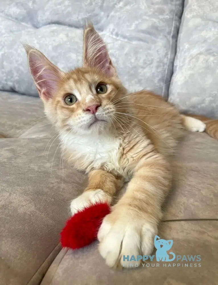 Grom Maine Coon female red silver tabby with white live animals