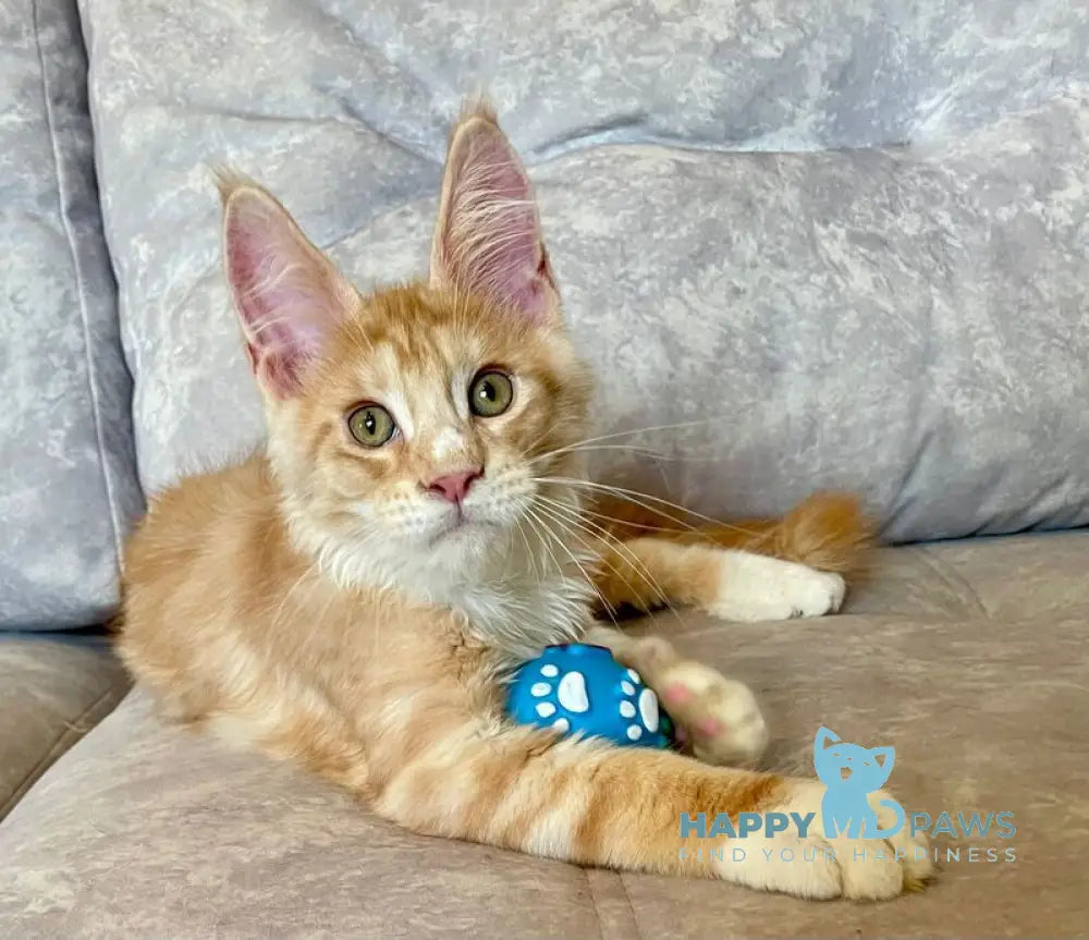 Grom Maine Coon female red silver tabby with white live animals