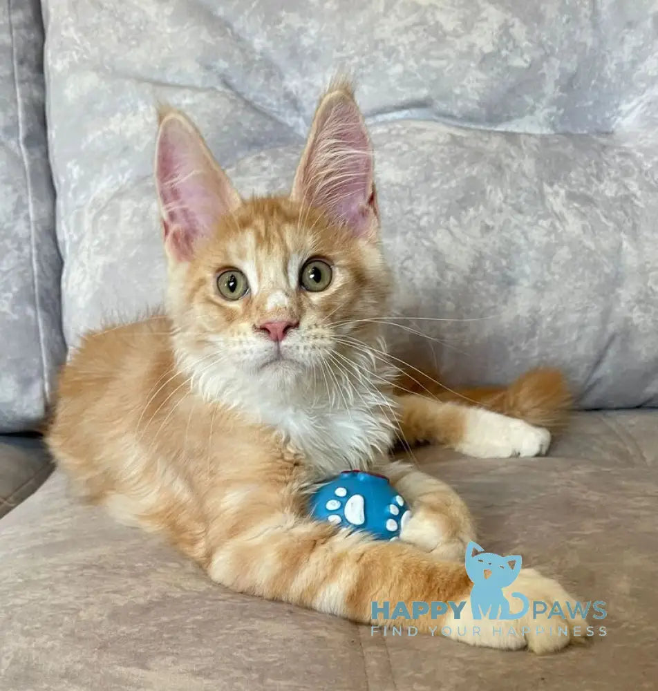 Grom Maine Coon female red silver tabby with white live animals