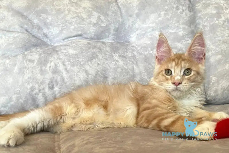 Grom Maine Coon female red silver tabby with white live animals