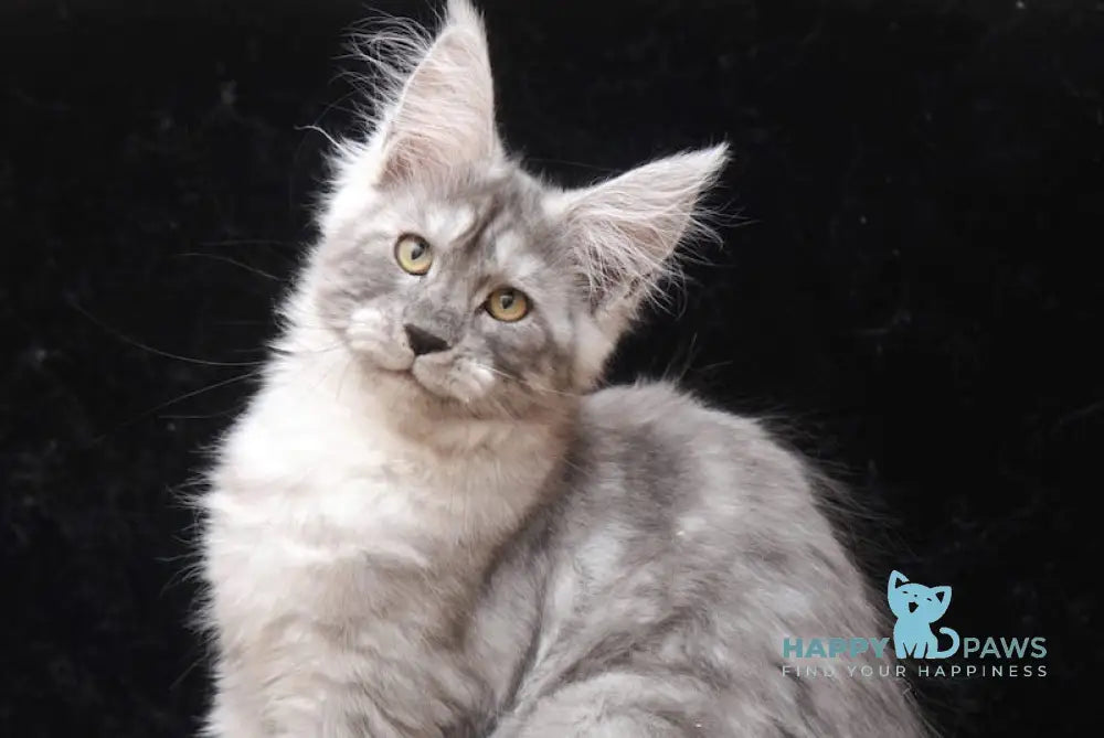 Groza Maine Coon Female Black Silver Live Animals
