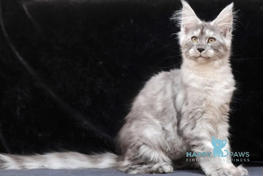 Groza Maine Coon Female Black Silver Live Animals