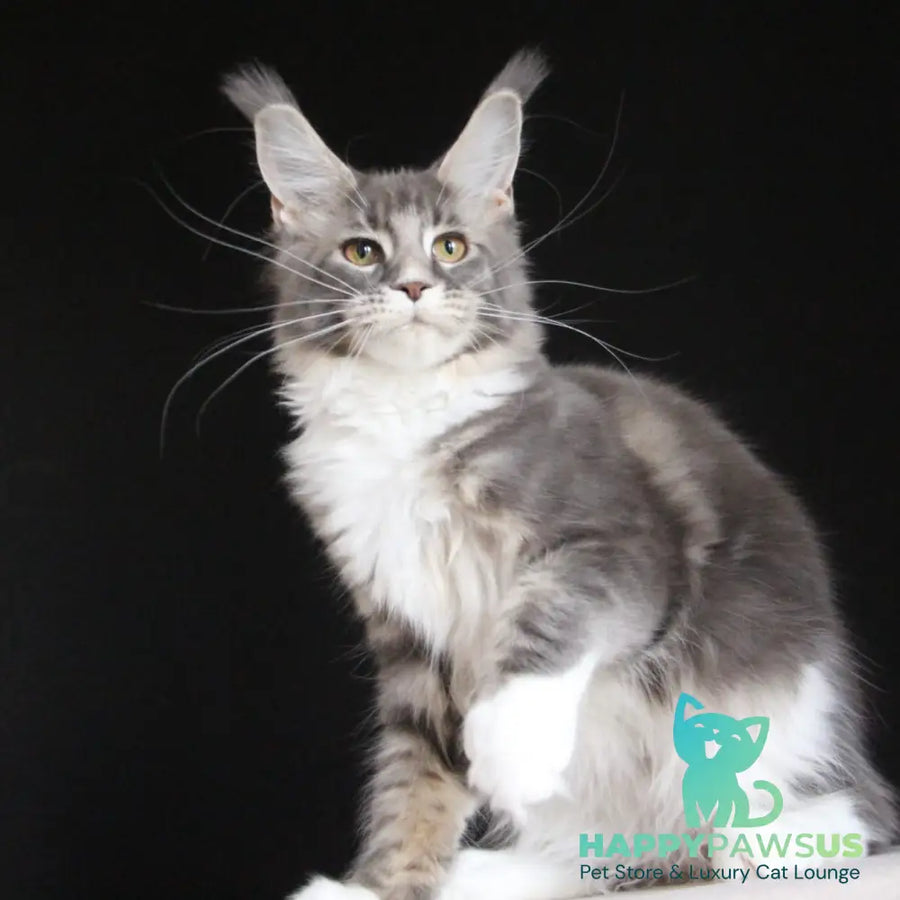 Groza Maine Coon female blue tabby with white - live animals