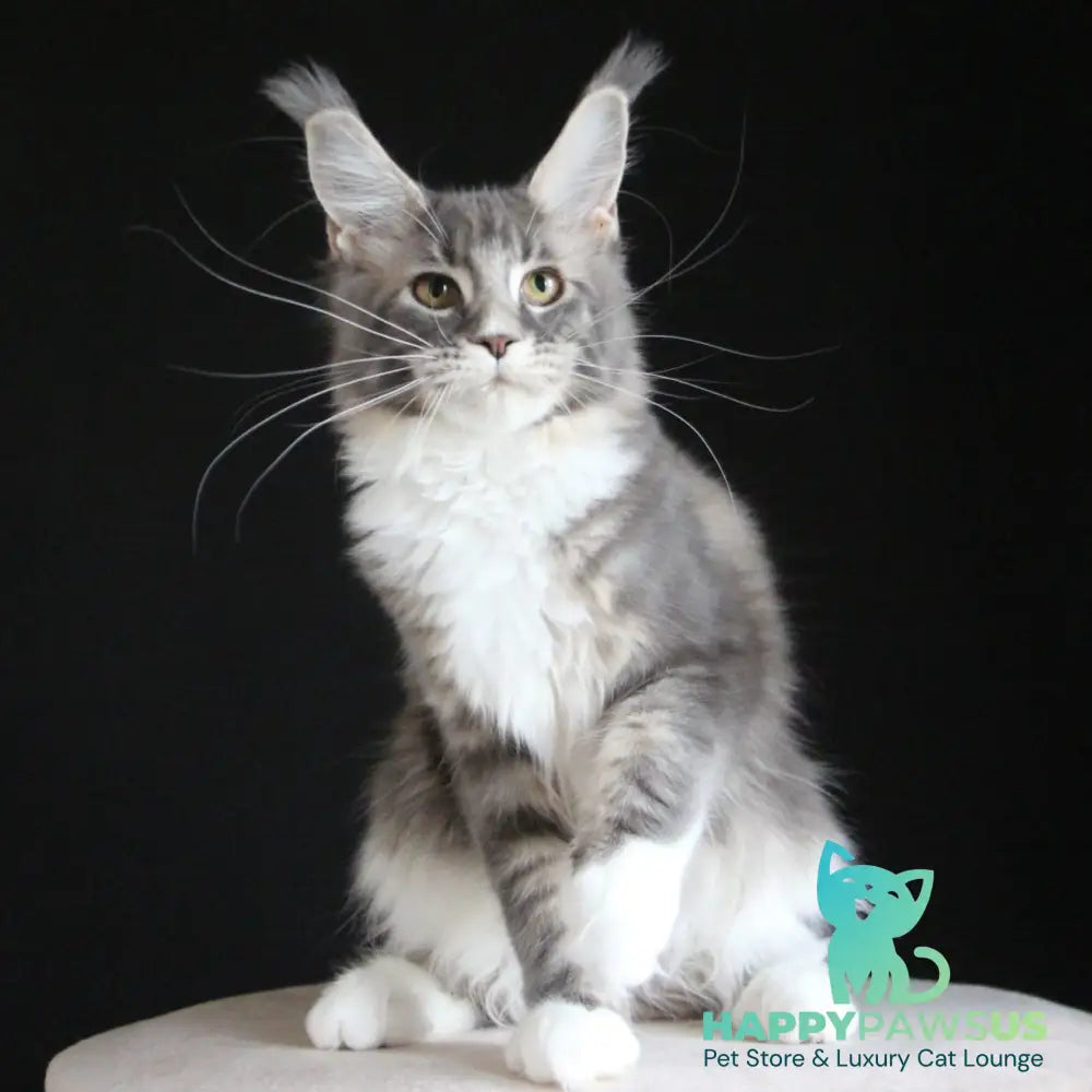 Groza Maine Coon female blue tabby with white - live animals
