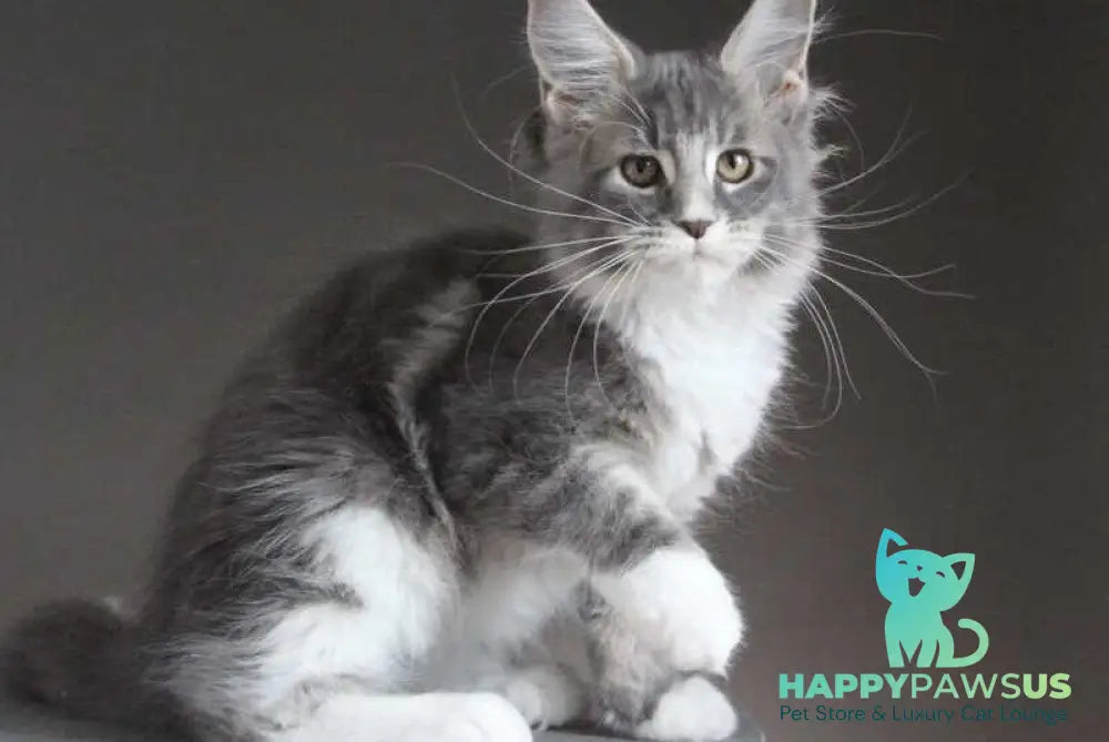 Groza Maine Coon female blue tabby with white - live animals