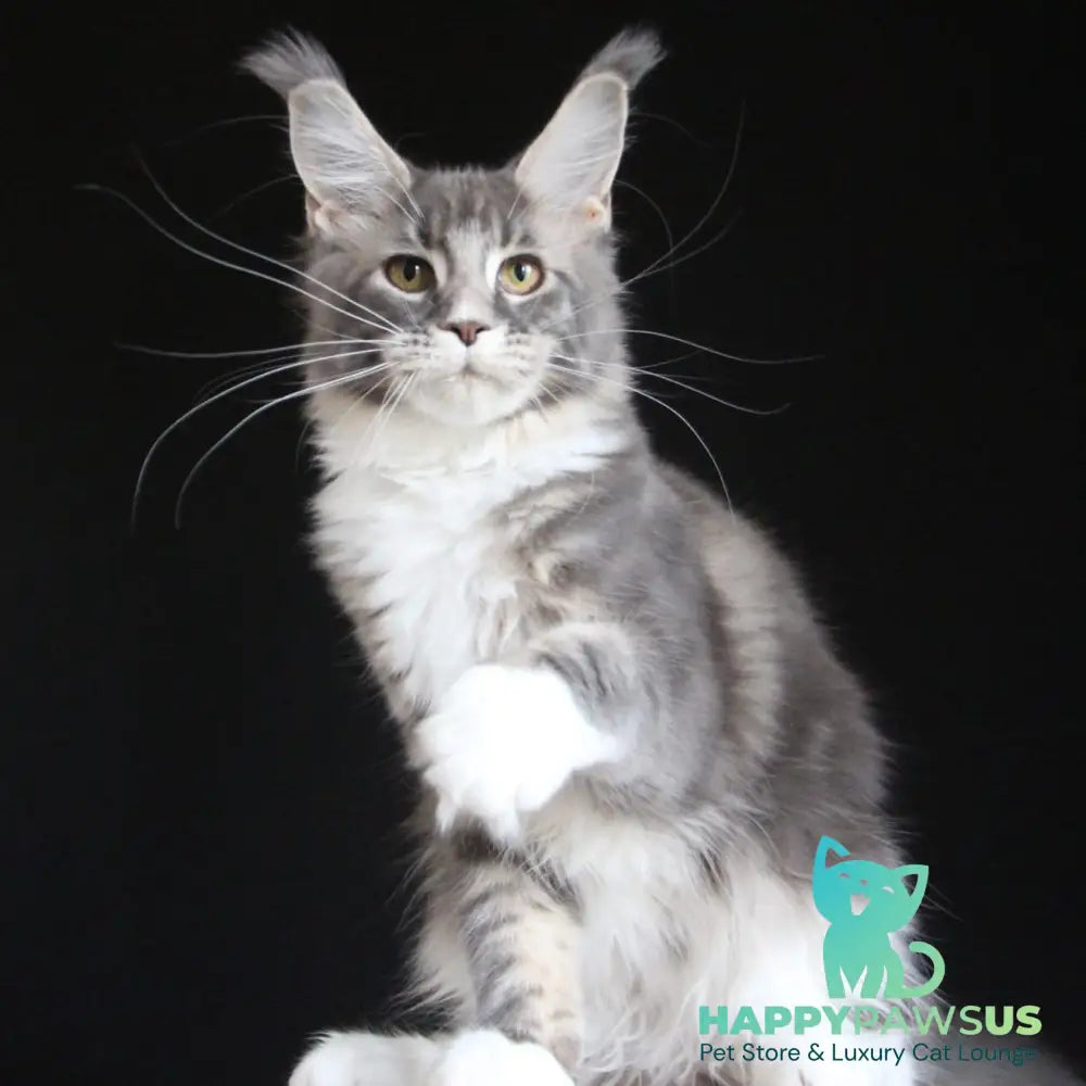 Groza Maine Coon female blue tabby with white - live animals