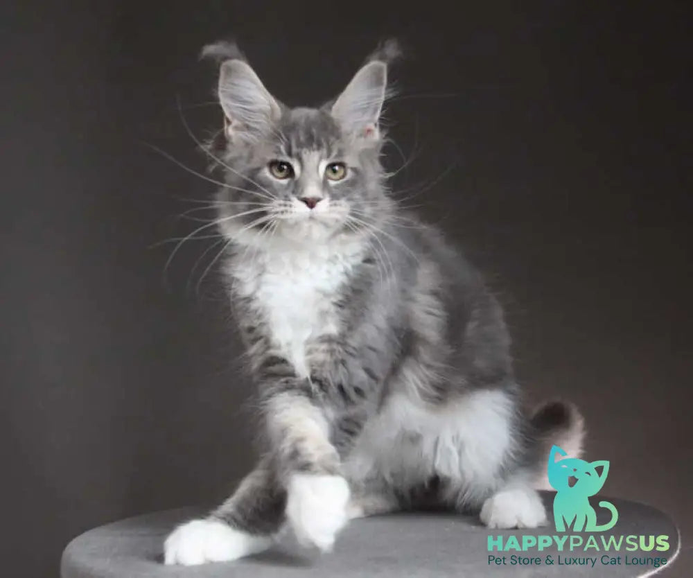 Groza Maine Coon female blue tabby with white - live animals