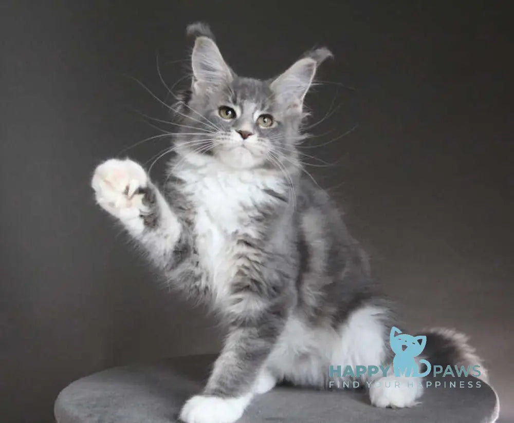 Groza Maine Coon female blue tabby with white - live animals