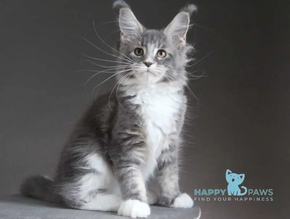 Groza Maine Coon female blue tabby with white - live animals