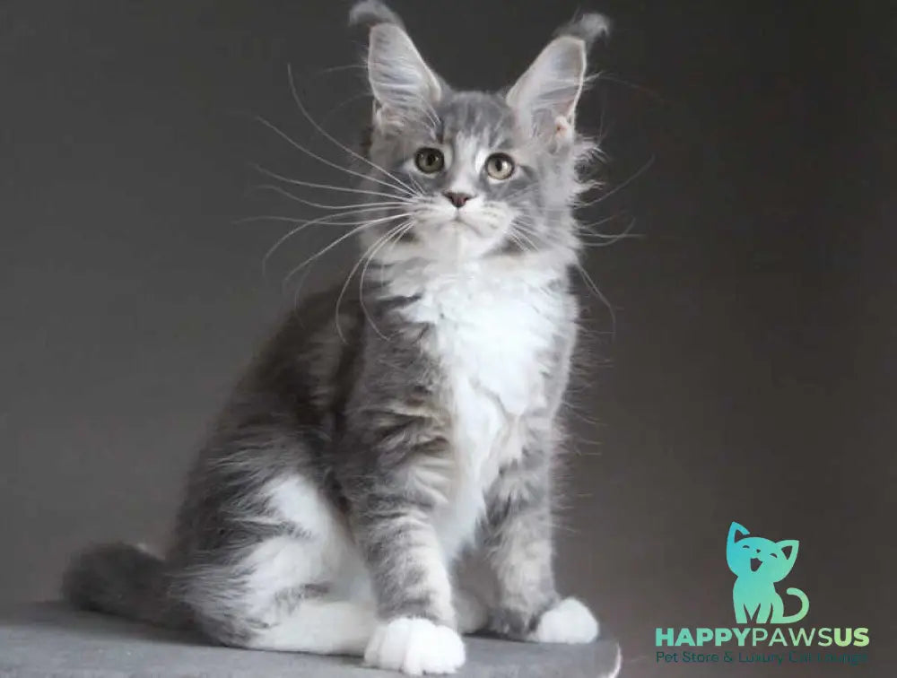 Groza Maine Coon female blue tabby with white - live animals