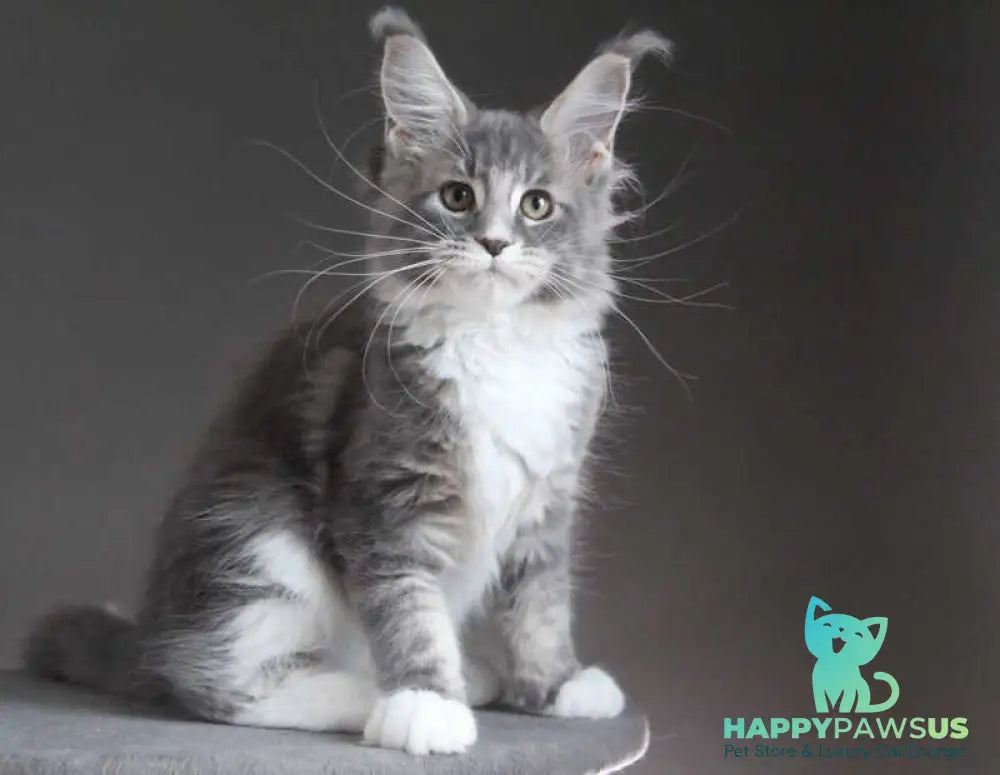 Groza Maine Coon female blue tabby with white - live animals