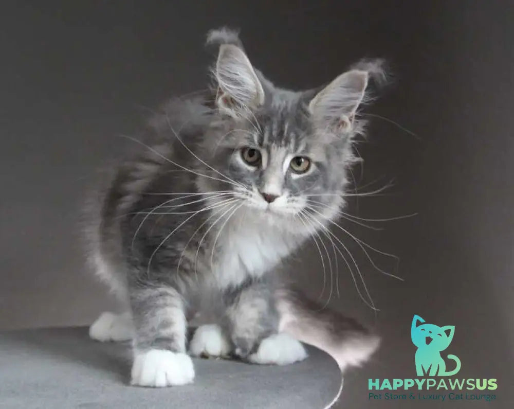 Groza Maine Coon female blue tabby with white - live animals