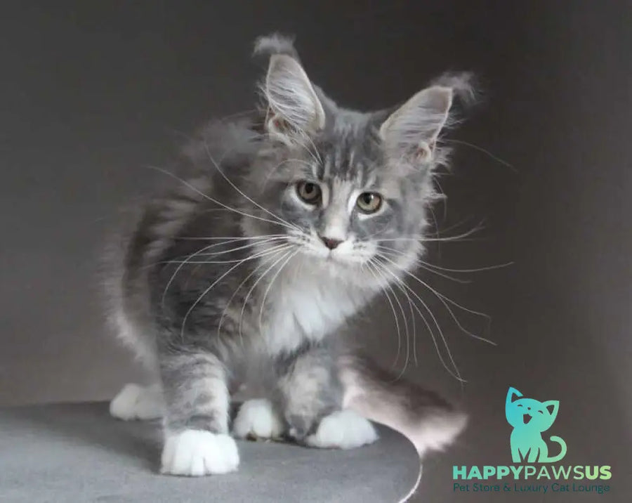 Groza Maine Coon female blue tabby with white - live animals