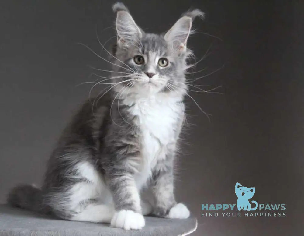 Groza Maine Coon female blue tabby with white - live animals