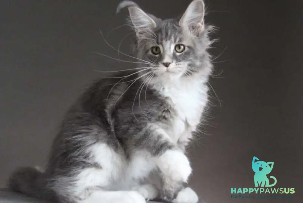Groza Maine Coon female blue tabby with white - live animals