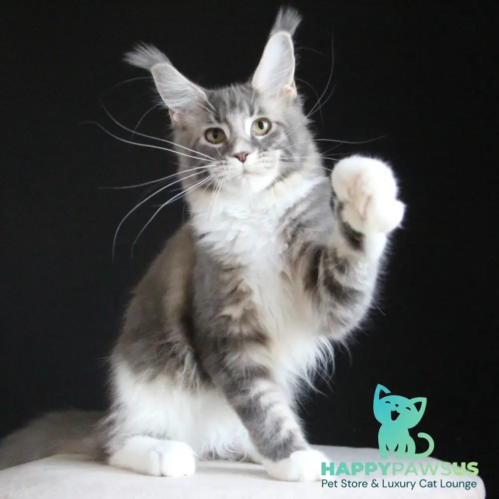 Groza Maine Coon female blue tabby with white - live animals