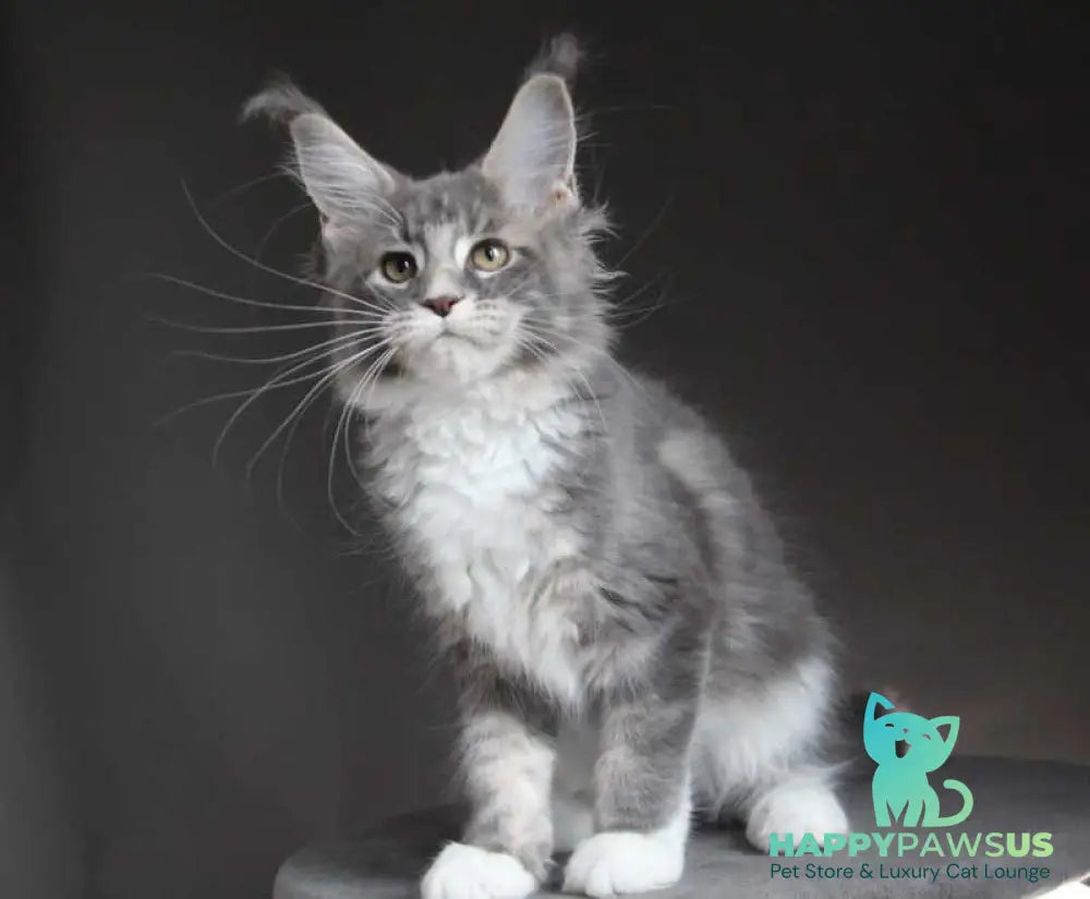 Groza Maine Coon female blue tabby with white - live animals