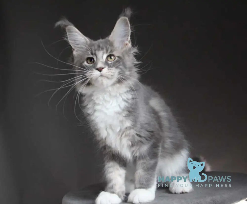 Groza Maine Coon female blue tabby with white - live animals