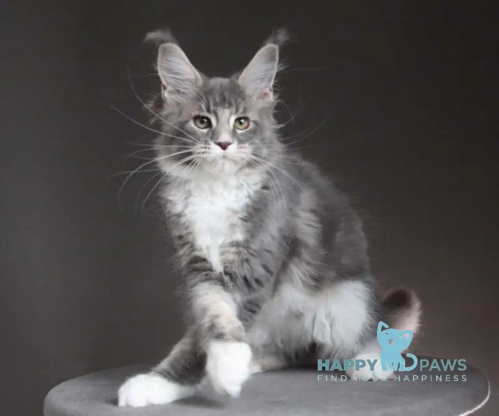 Groza Maine Coon female blue tabby with white - live animals