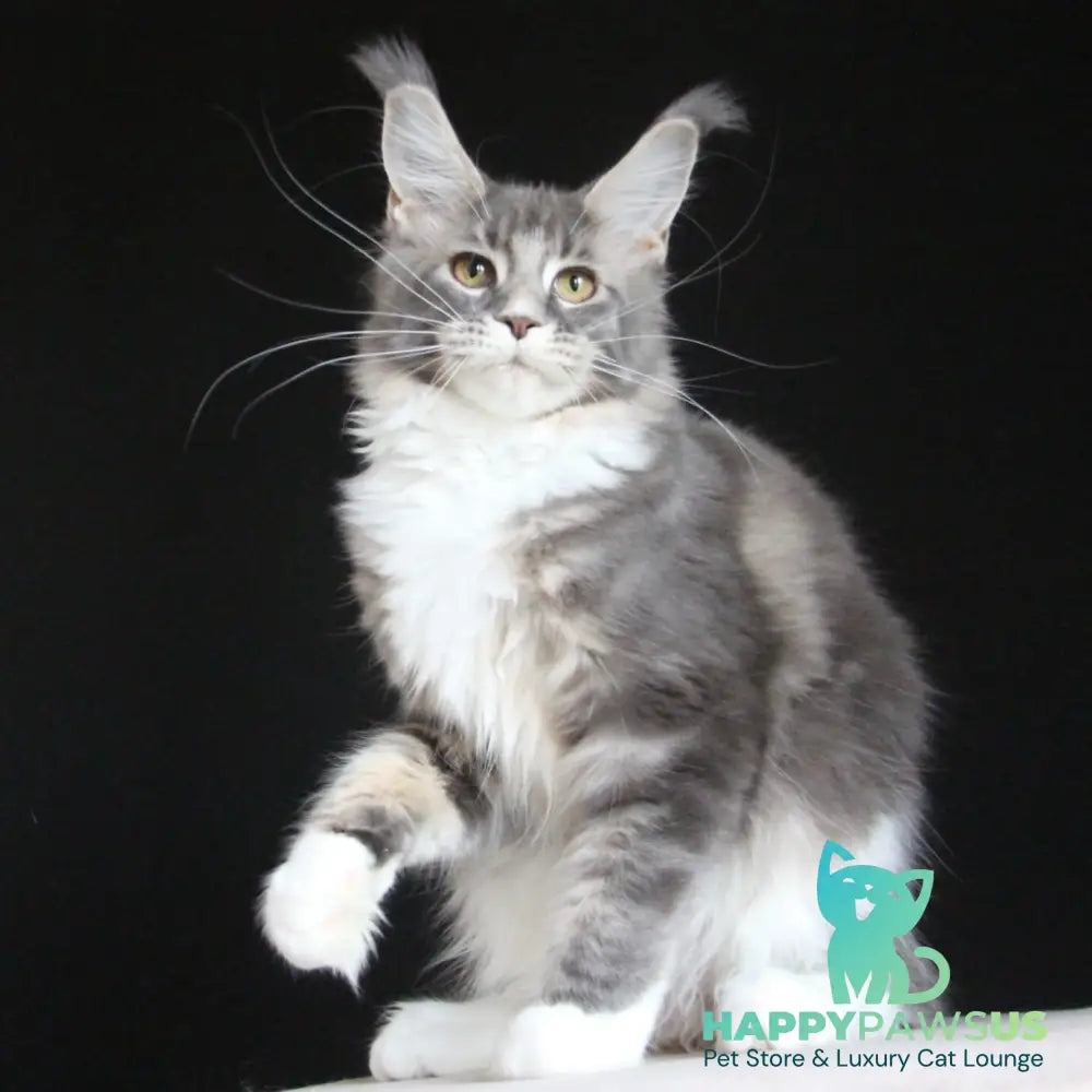 Groza Maine Coon female blue tabby with white - live animals