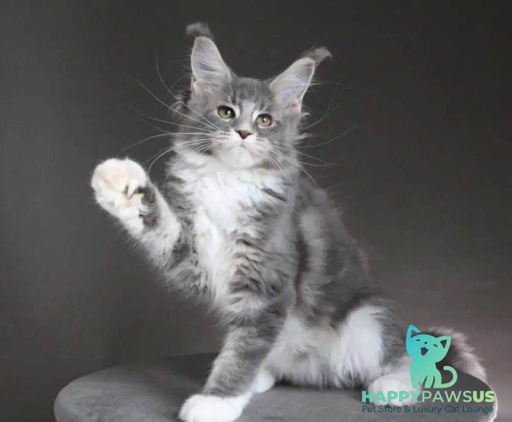 Groza Maine Coon female blue tabby with white - live animals