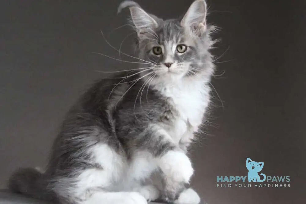 Groza Maine Coon female blue tabby with white - live animals