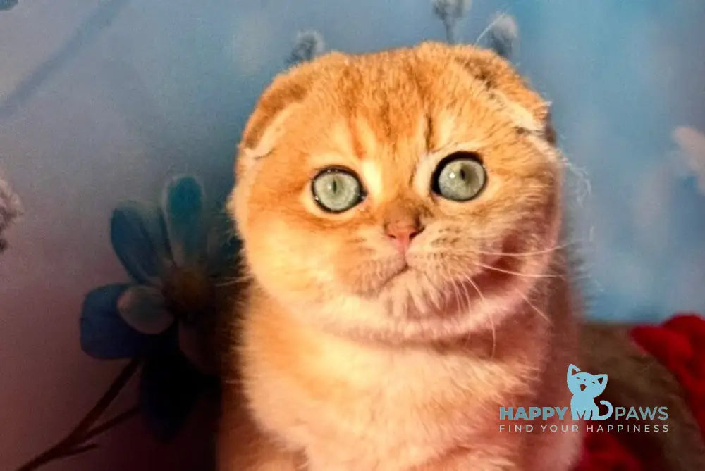 Grusha Scottish Fold female black golden shaded live animals