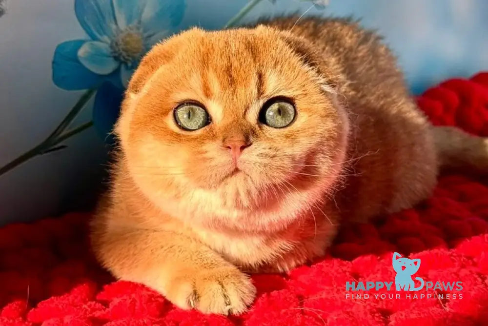 Grusha Scottish Fold female black golden shaded live animals