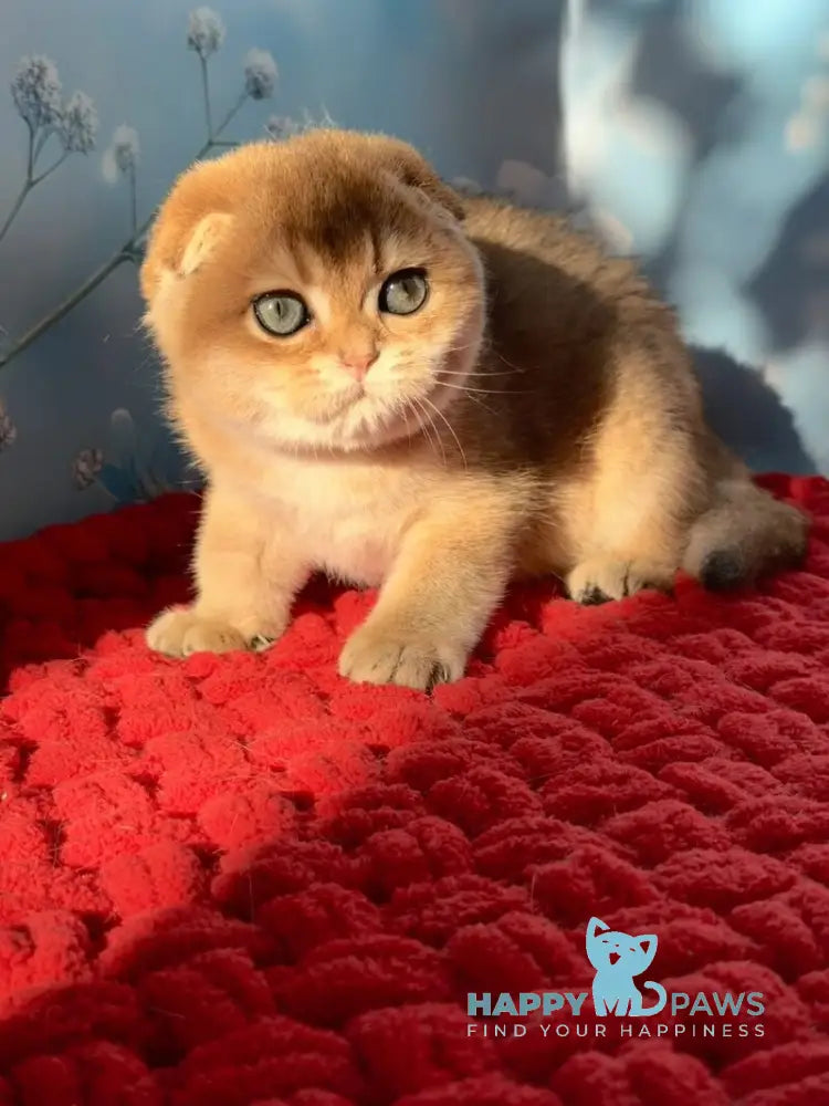 Grusha Scottish Fold female black golden shaded live animals