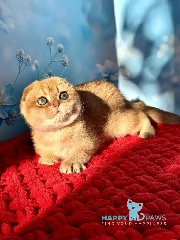 Grusha Scottish Fold female black golden shaded live animals
