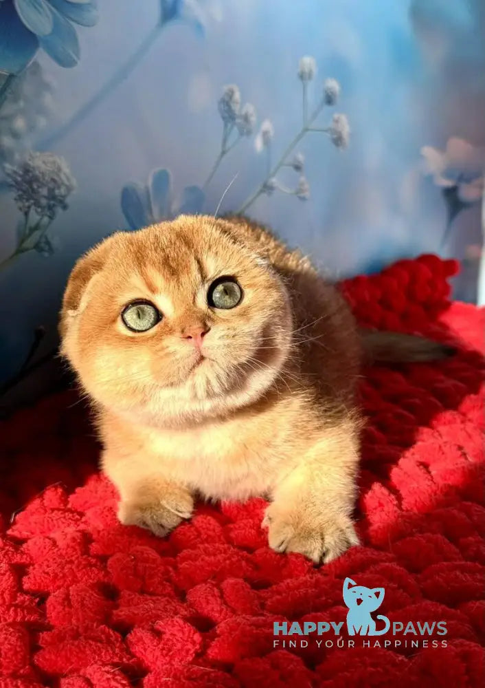 Grusha Scottish Fold female black golden shaded live animals