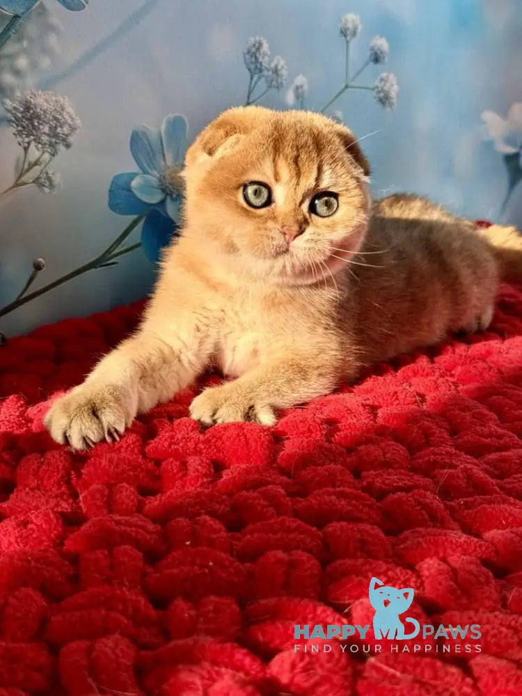 Grusha Scottish Fold female black golden shaded live animals