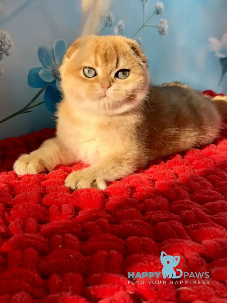 Grusha Scottish Fold female black golden shaded live animals
