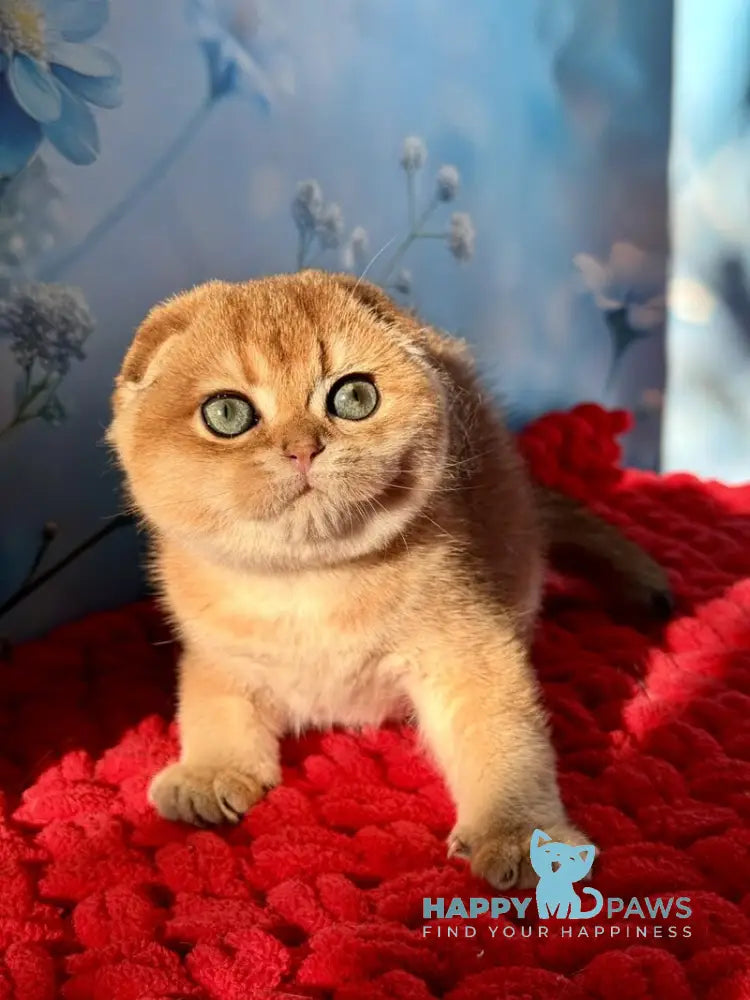 Grusha Scottish Fold female black golden shaded live animals