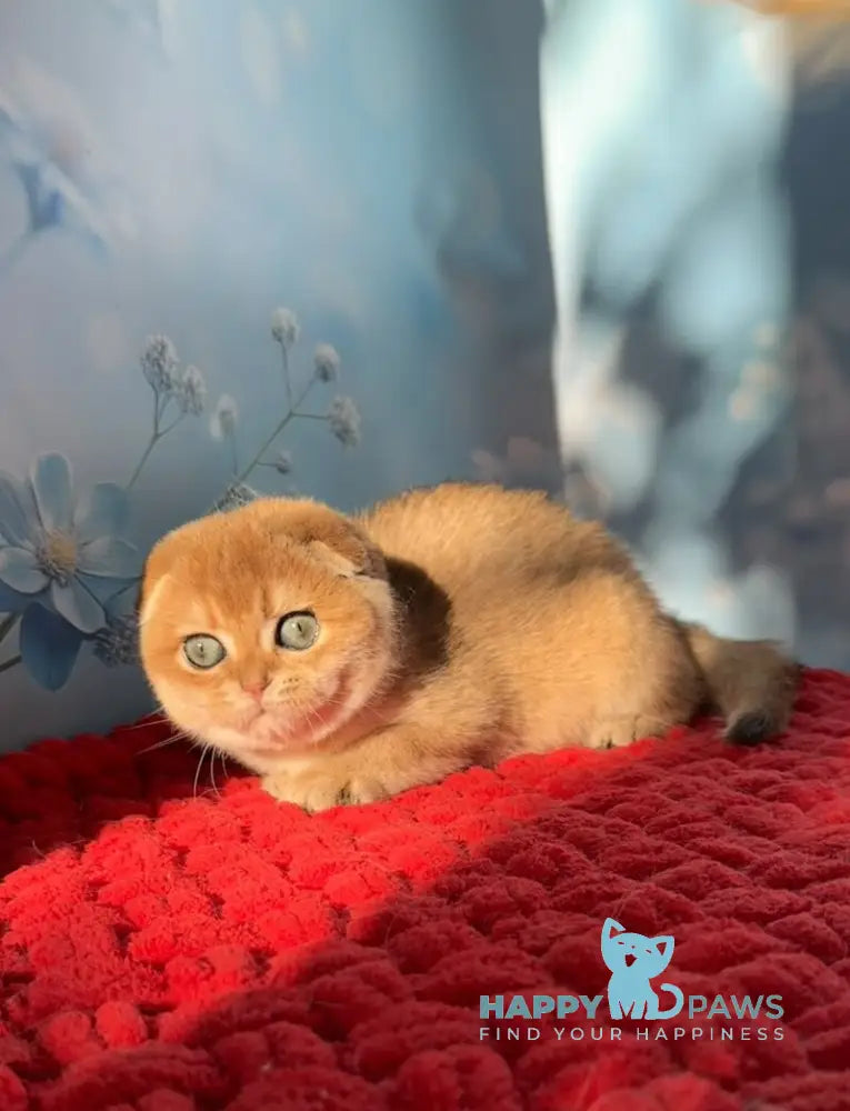 Grusha Scottish Fold female black golden shaded live animals