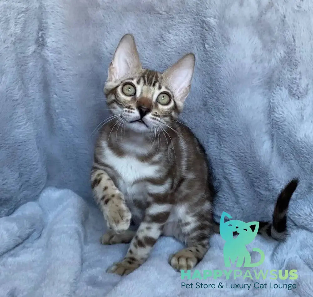 Gucci Bengal male black amber spotted tabby live animals
