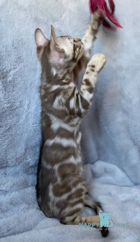 Gucci Bengal male black amber spotted tabby live animals