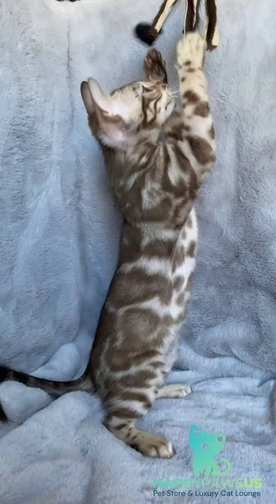 Gucci Bengal male black amber spotted tabby live animals