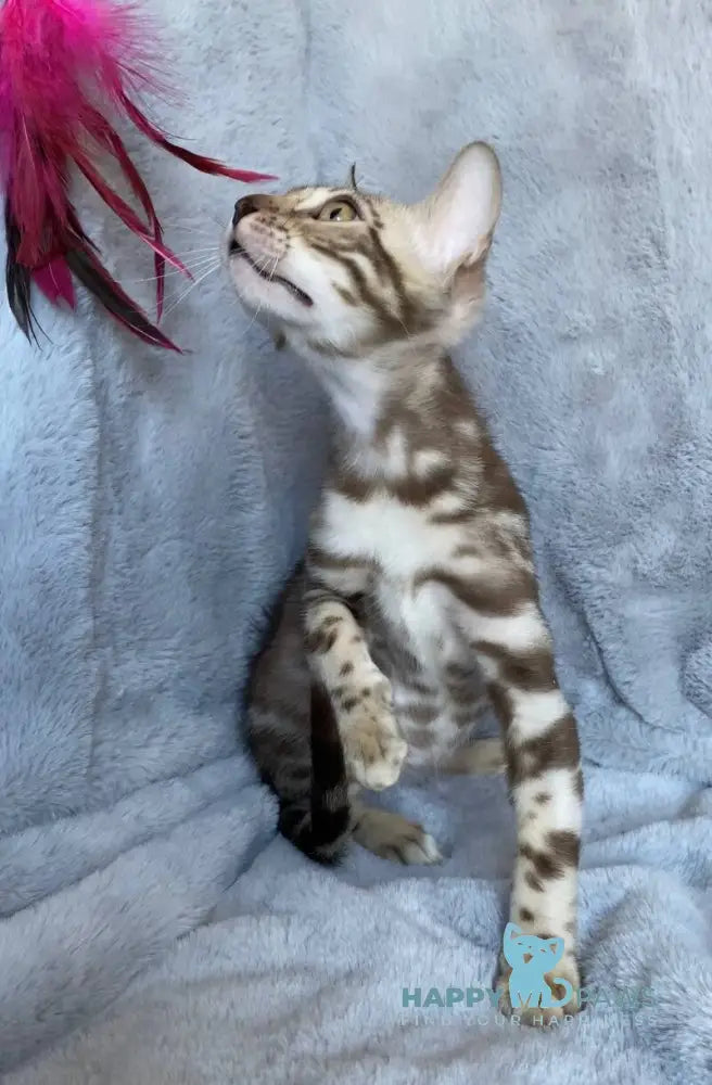 Gucci Bengal male black amber spotted tabby live animals