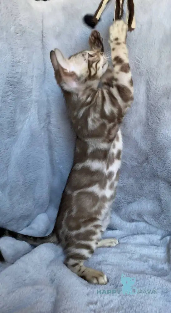 Gucci Bengal male black amber spotted tabby live animals