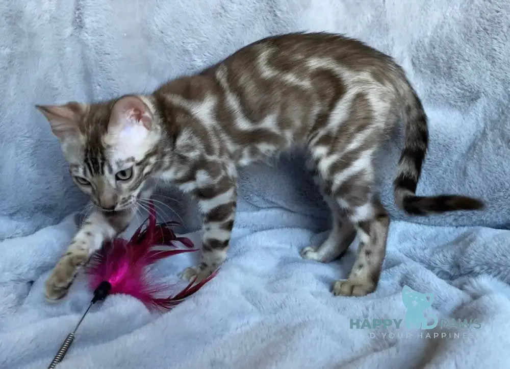 Gucci Bengal male black amber spotted tabby live animals